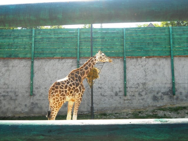 zoo_1